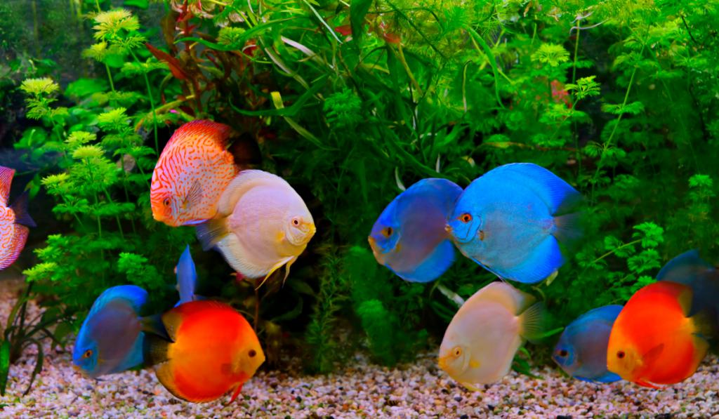Все виды аквариумных рыбок фото и названия