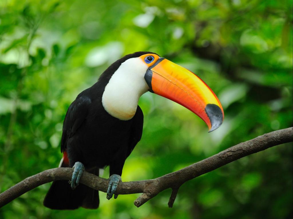 Toucan bird