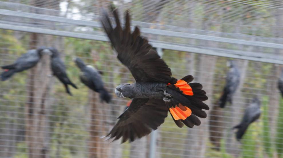 Black cockatoo