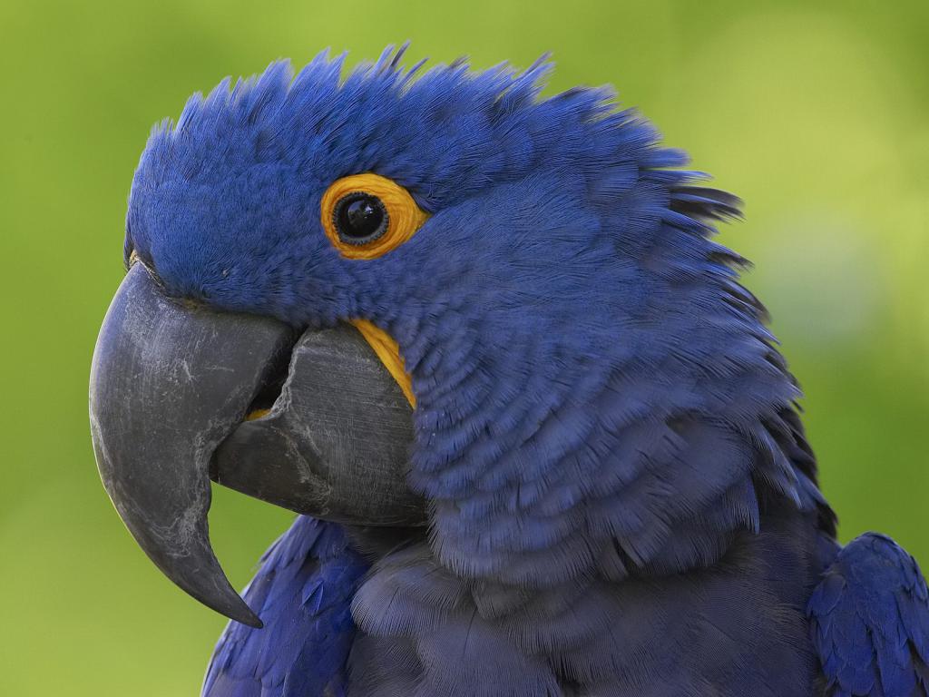 Ara parrot