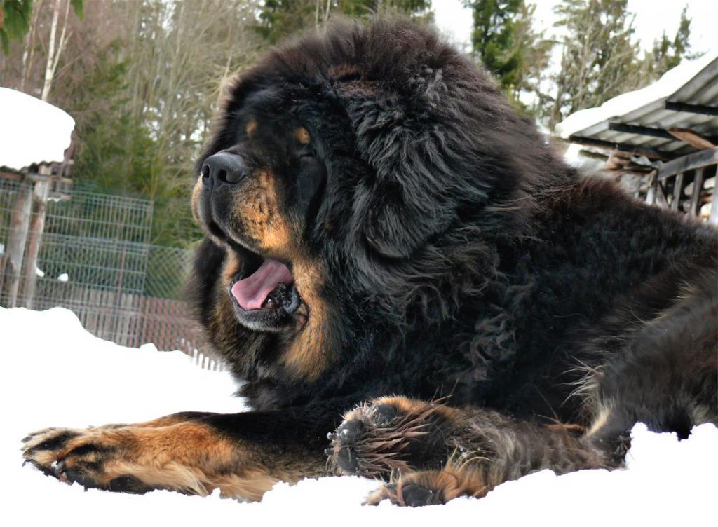 Tibetan mastiff