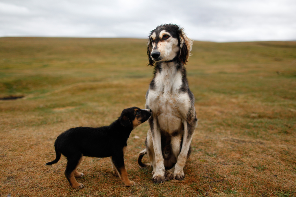 Bitch with a puppy