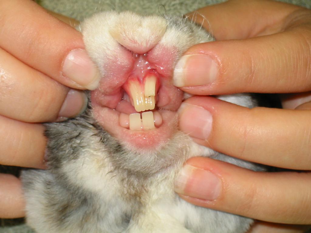 Зубы кролика