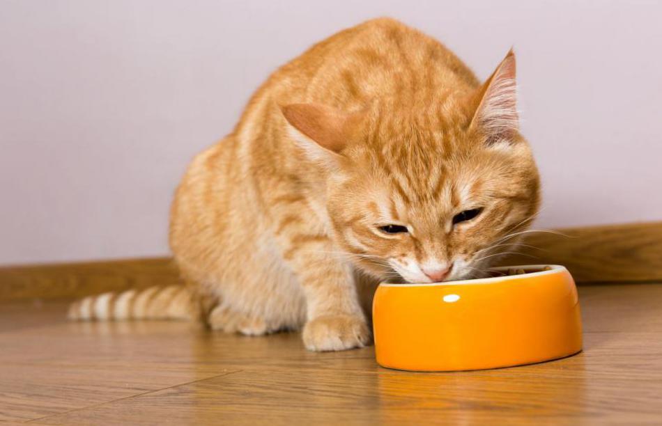 Рыжий кот ест