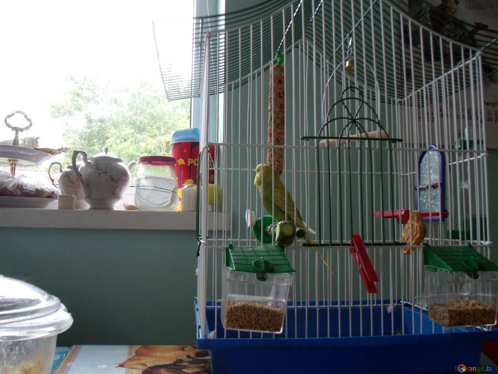 Budgie cage