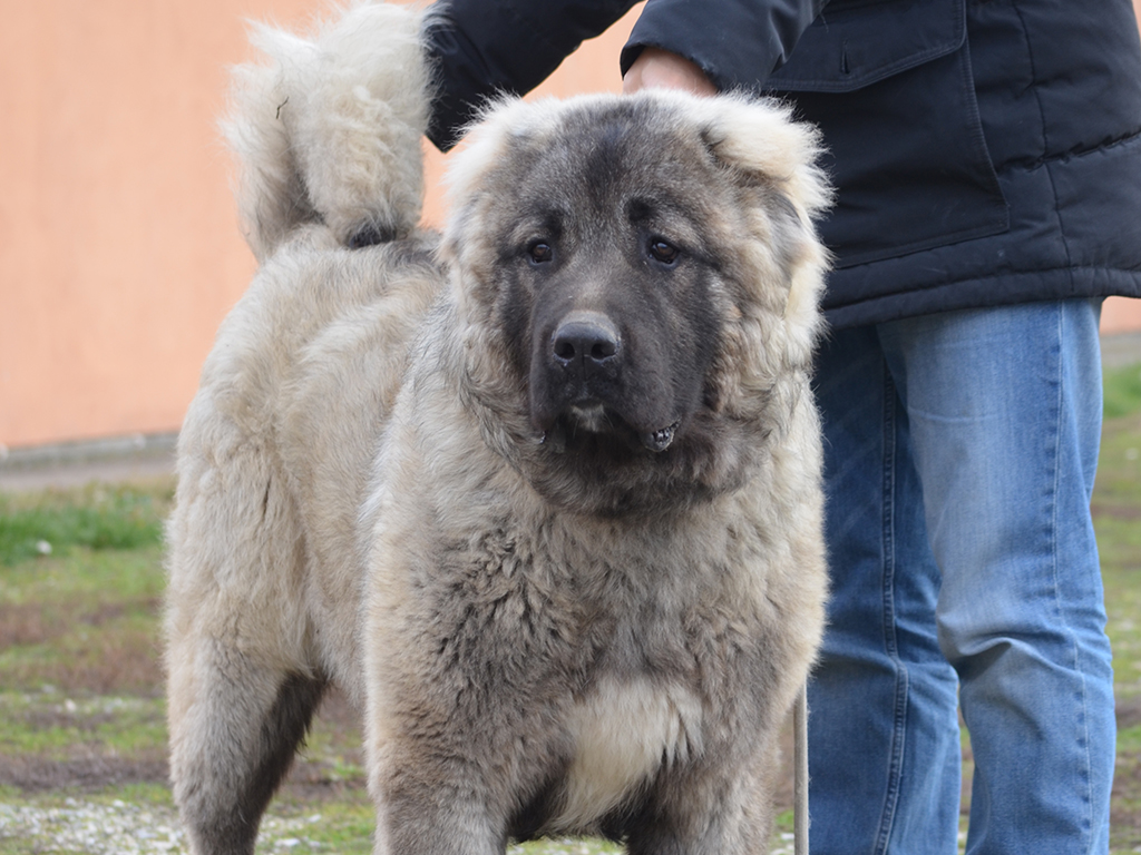 Северо кавказская собака фото собаки
