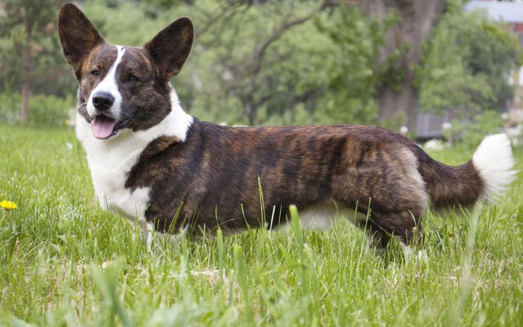 Welsh corgi cardigan