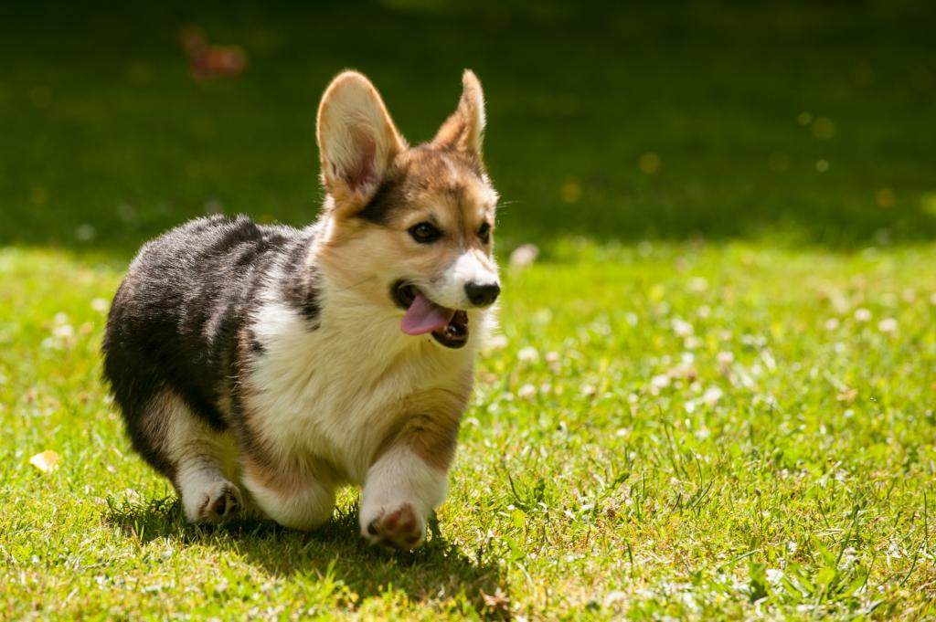 Corgi is running