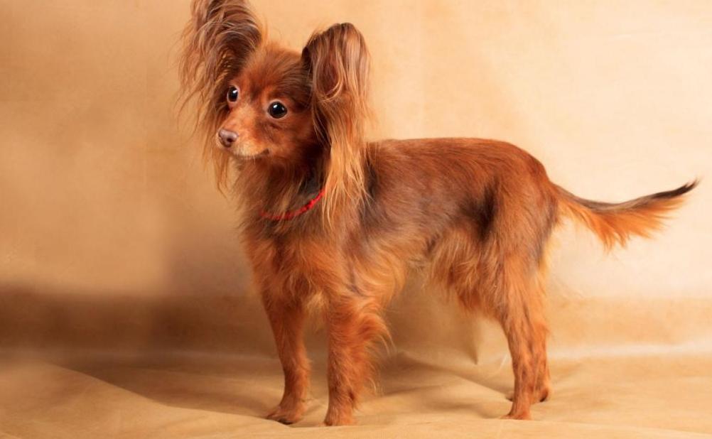 Long haired toy terrier