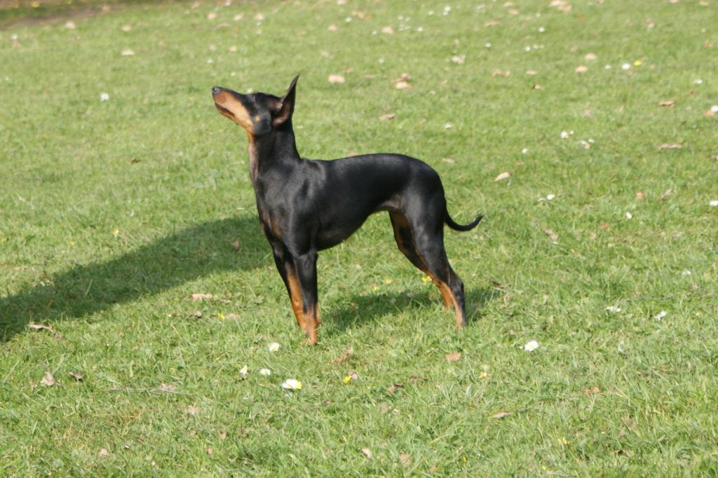 Bitch toy terrier