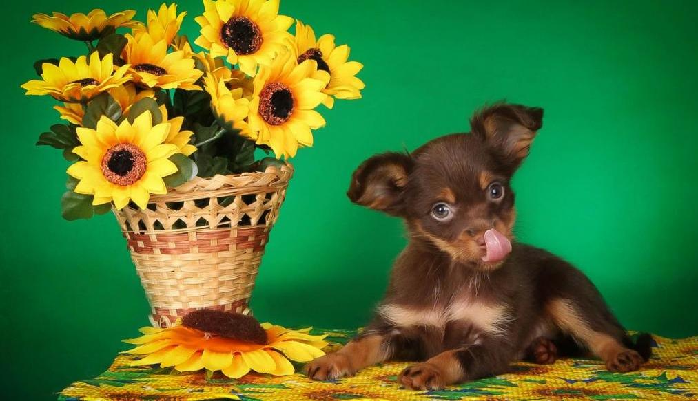 Mini toy terrier