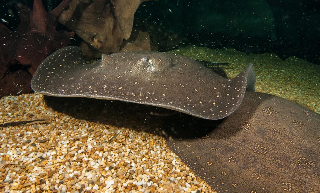 Stingray in the aquarium