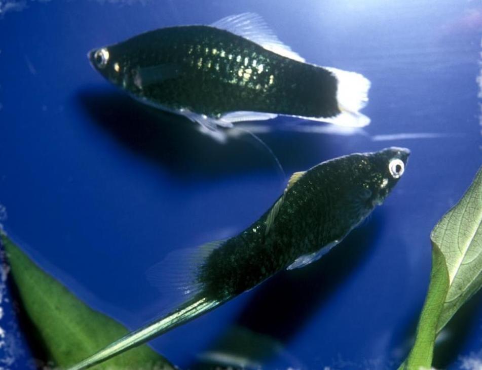 Male and female