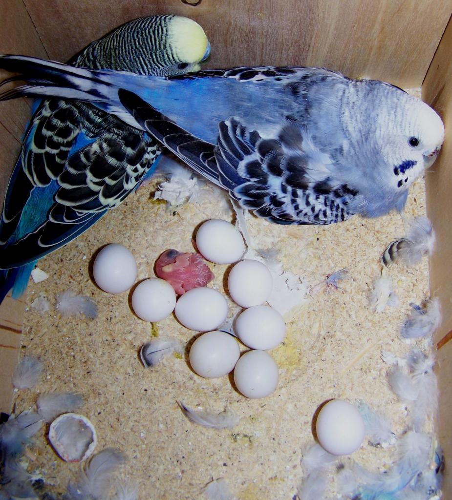 Parrots in the nest