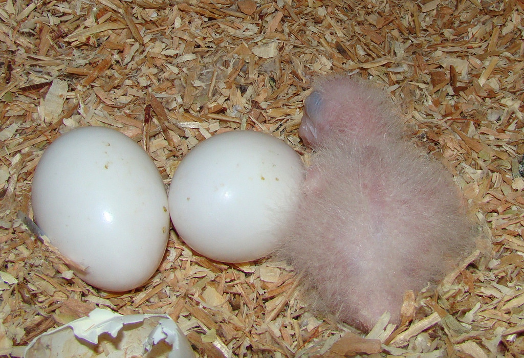 Budgie chick