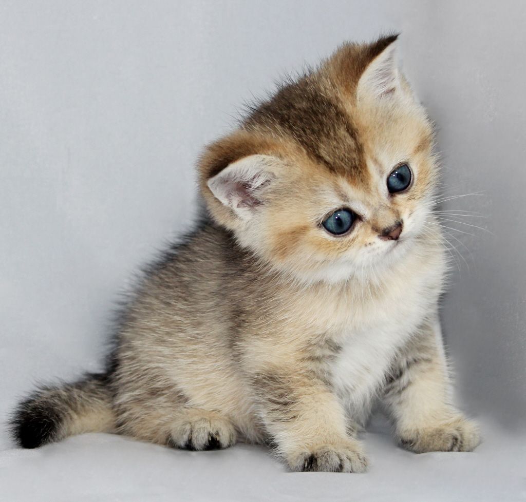 Scottish Shorthair kitten