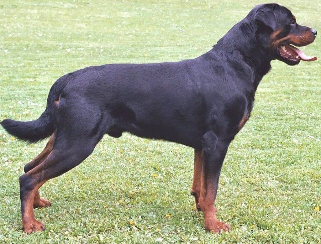 Породы собак с коротким хвостом фото