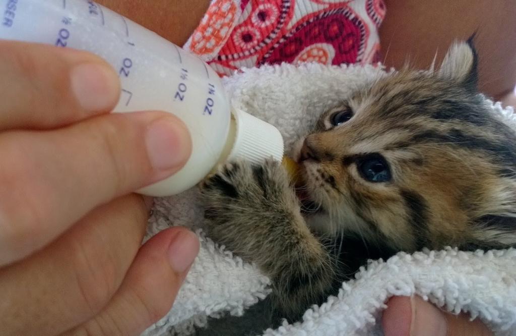 Kitten drinks milk