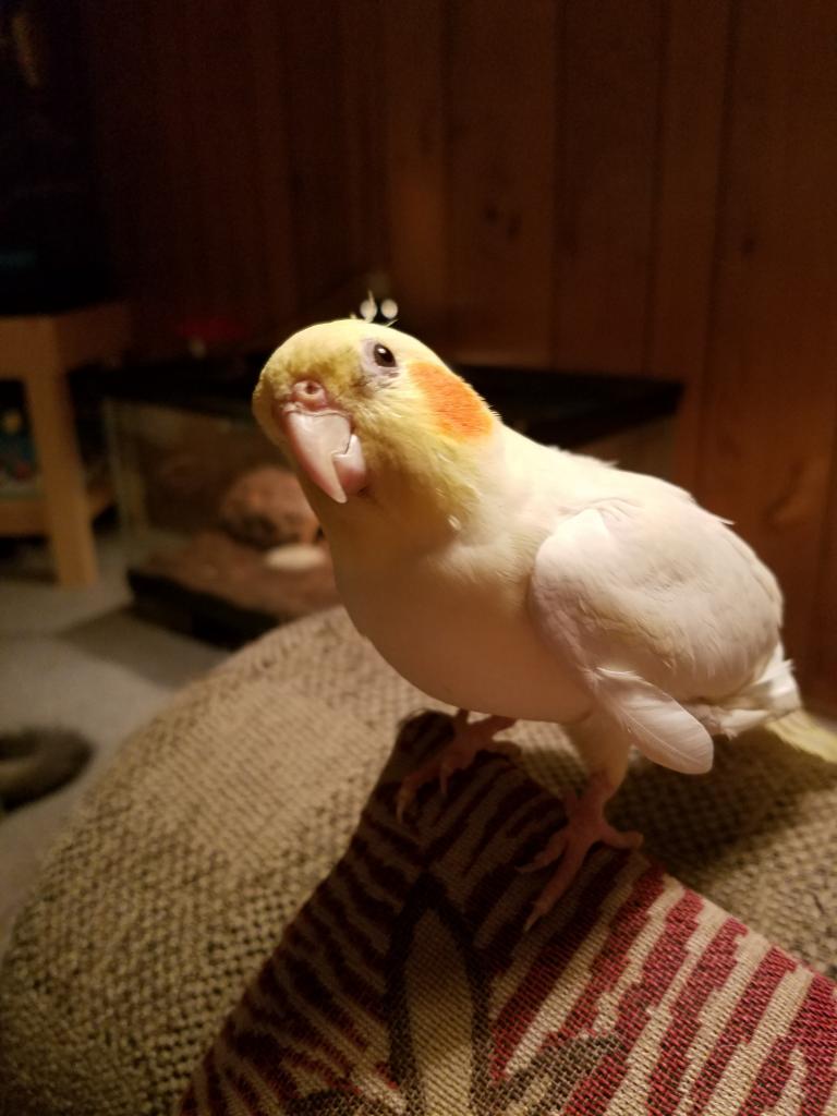 White corella