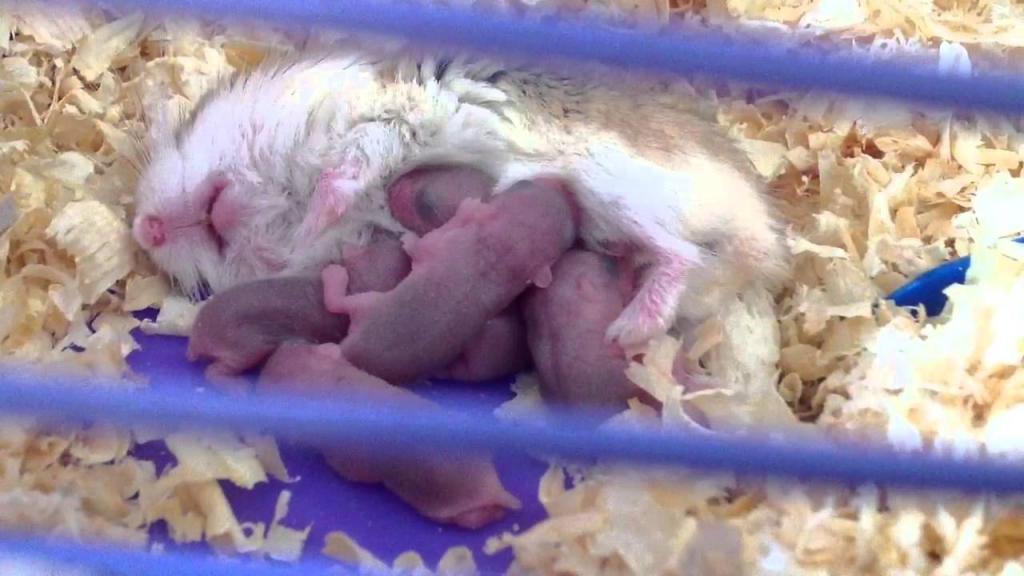 Hamster gave birth