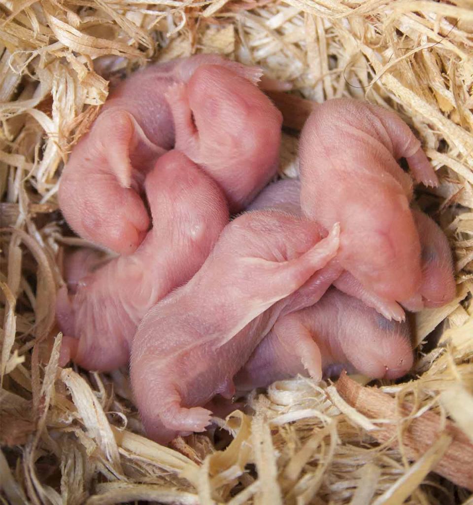 Newborn hamsters