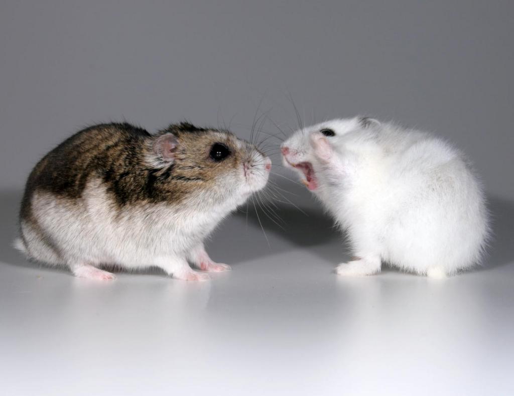 Two hamsters