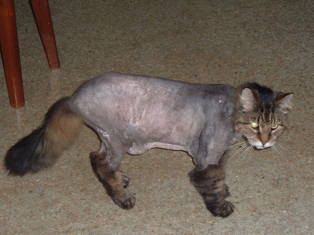 Для чего бреют кошек