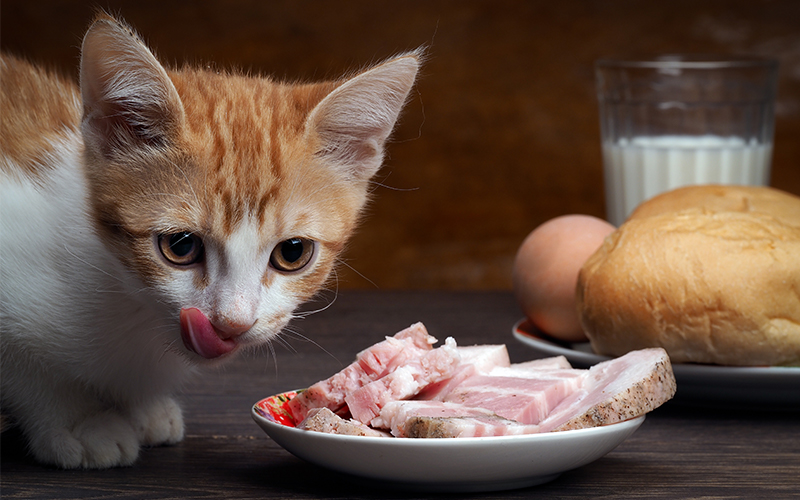 Kitten and meat