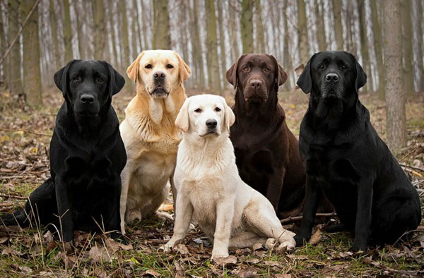 Different labradors