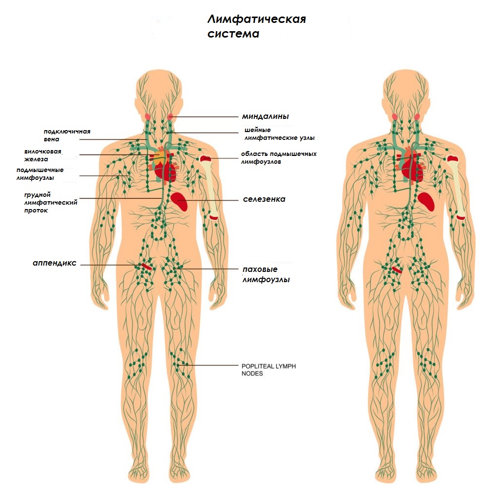 Схема лимфатической системы