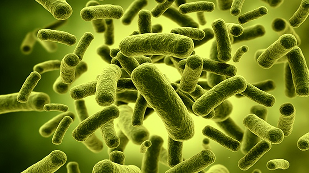 Вредоносные бактерии