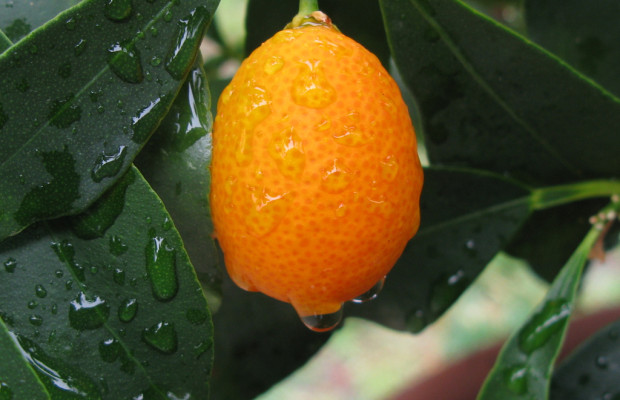 Fortunella or kumquat