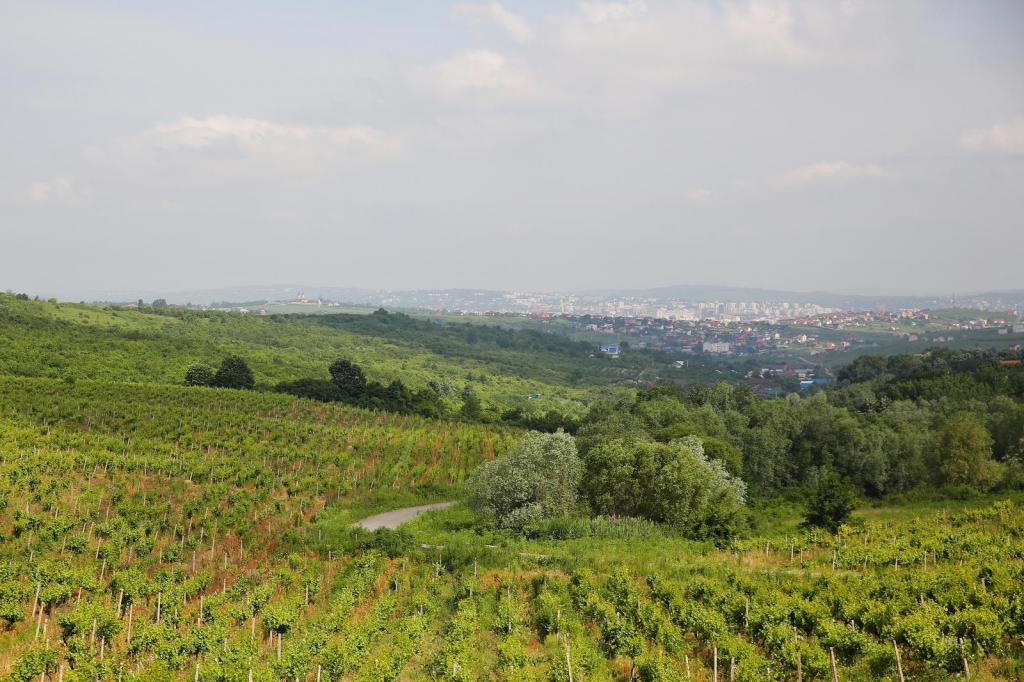 Виноградники в Молдлве