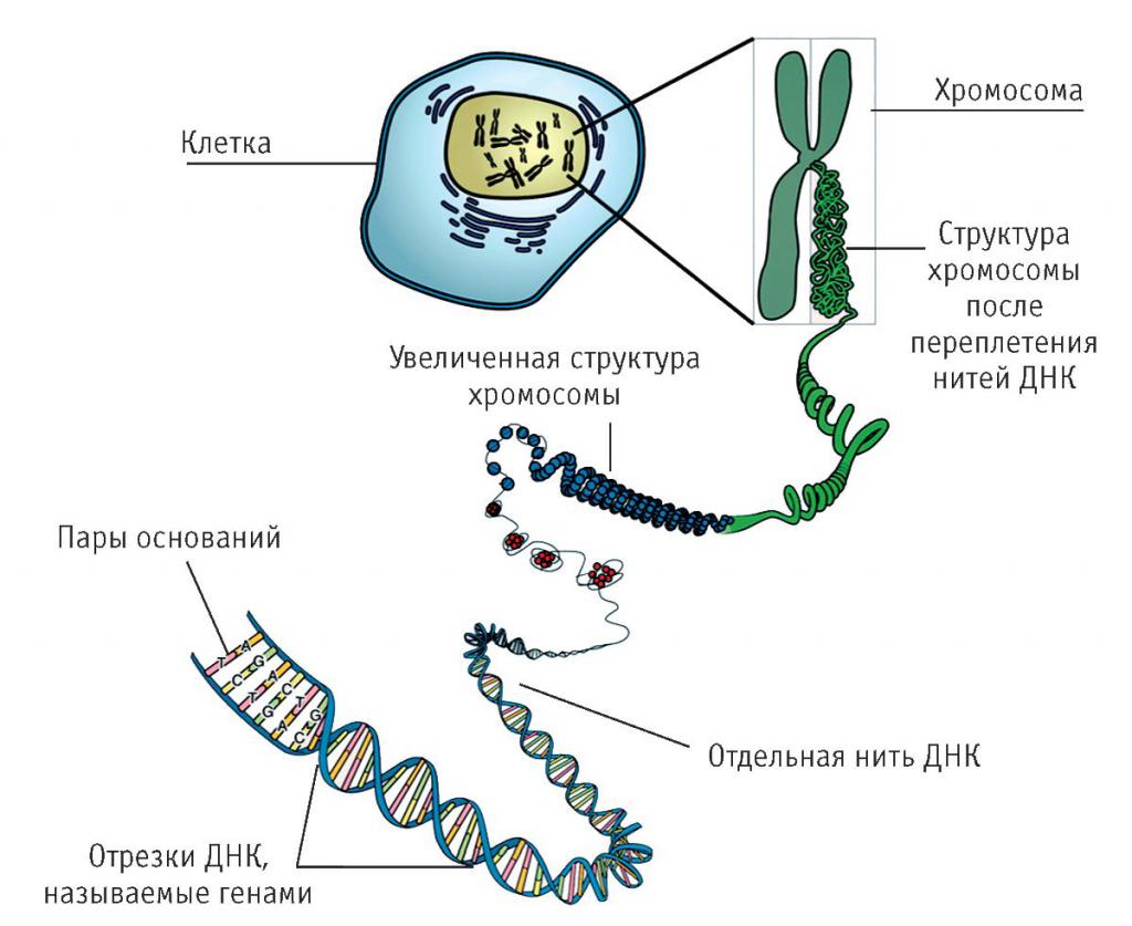 Расположение ДНК в клетке