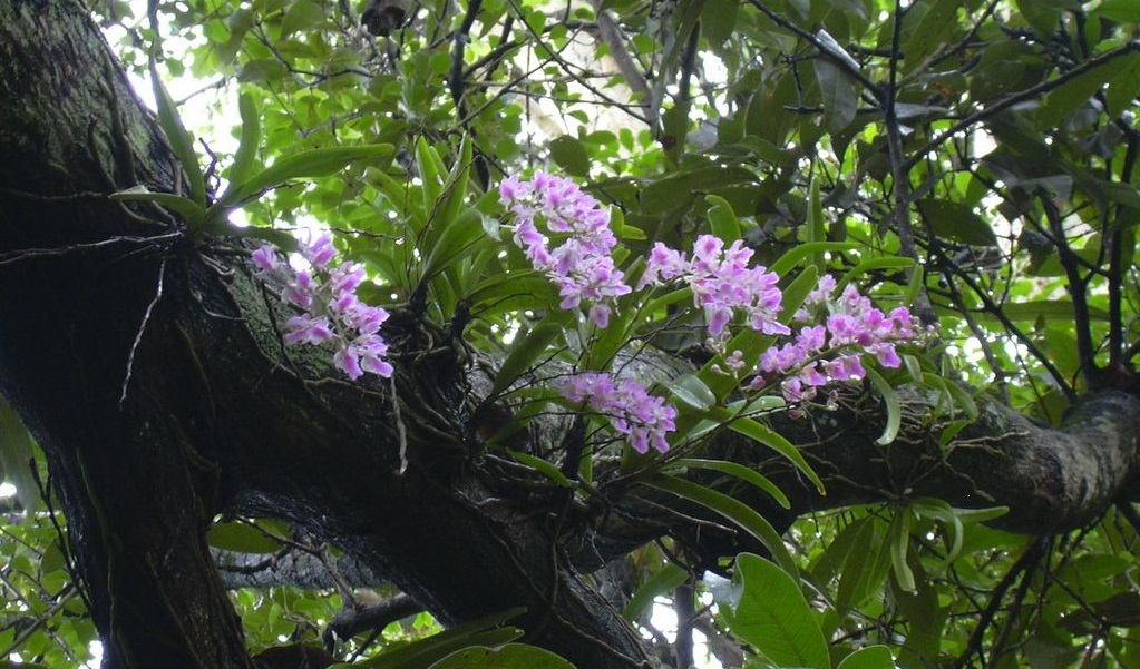 Как в природе растут орхидеи фаленопсис фото