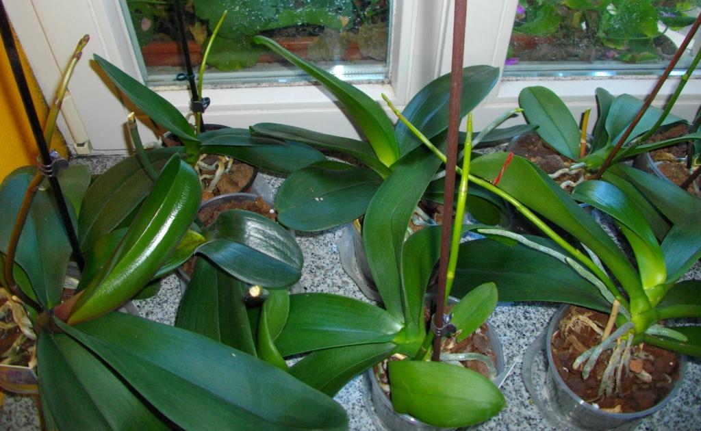 Здоровые и удобренные орхидеи фаленопсис