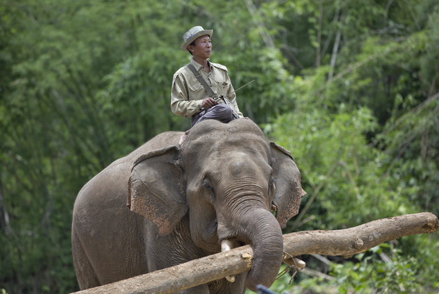 Elephant carries a log