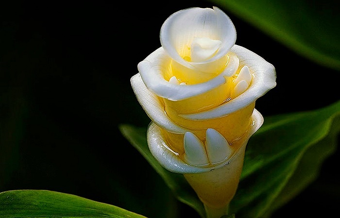 Белый цветок имбиря