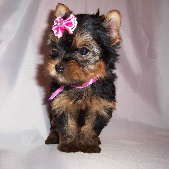 Yorkshire Terrier puppy with a bow