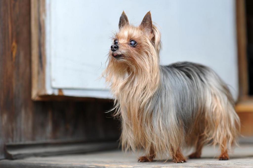 Yorkshire Terrier with cut legs