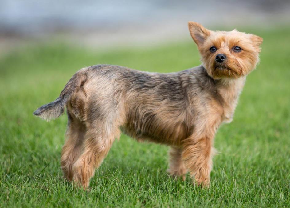 Fully Shorn Yorkshire Terrier