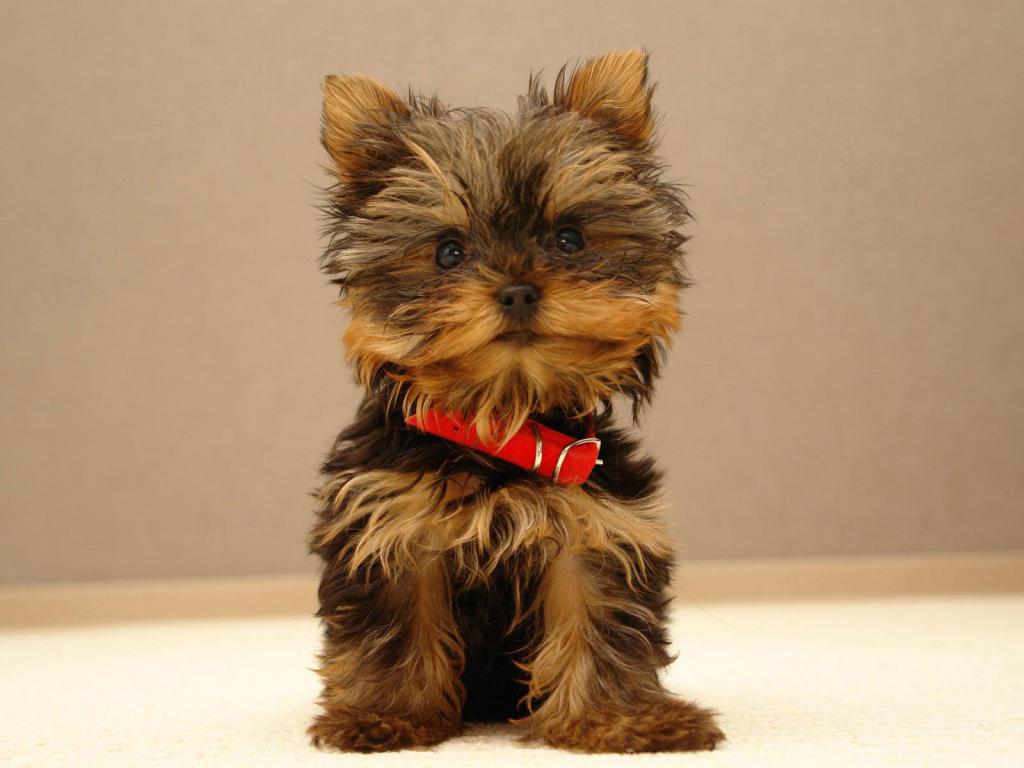 Yorkshire Terrier puppy in a collar