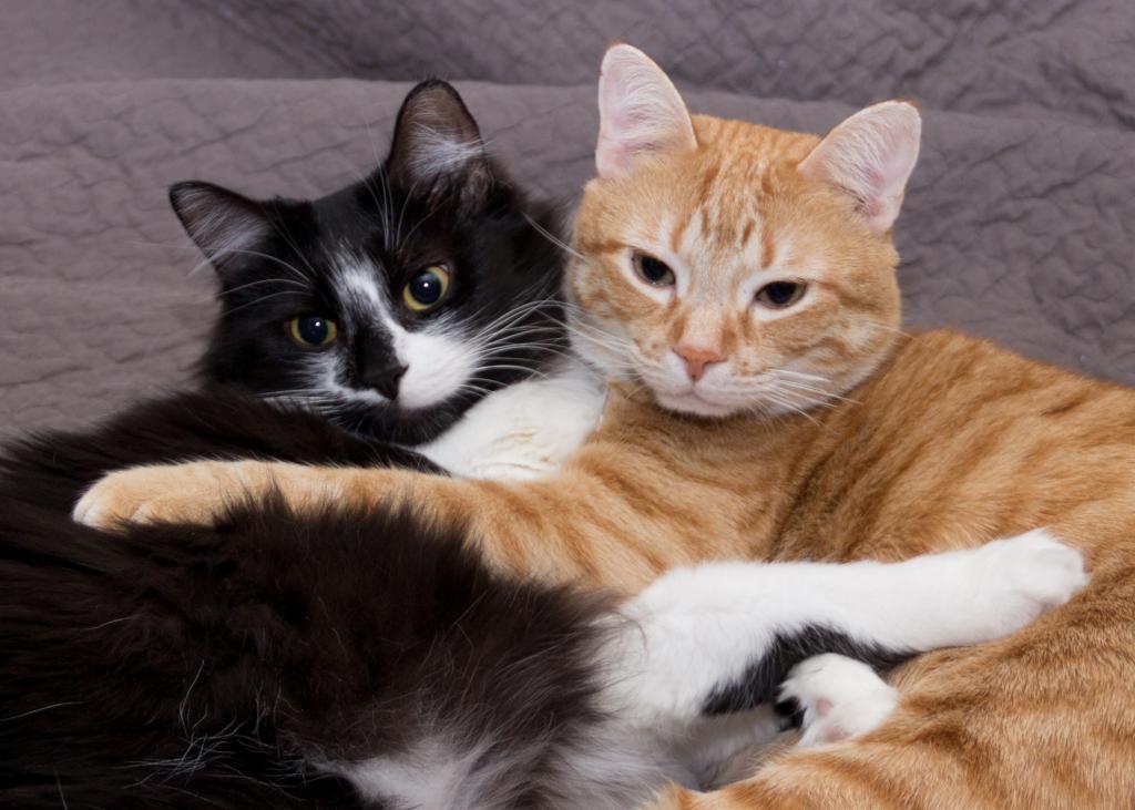 Кошки обнимают друг друга