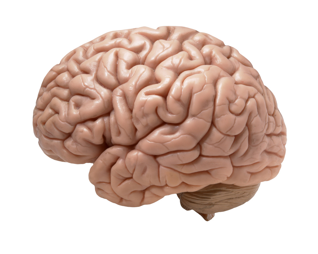 Человеческий мозг.