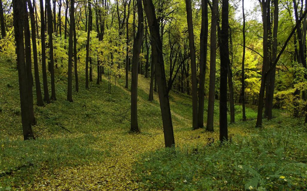 Фото суворовский парк уссурийск