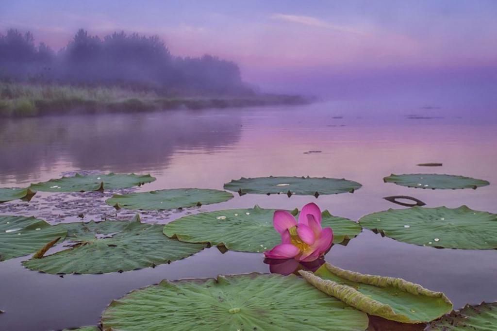 Lotus Lake.