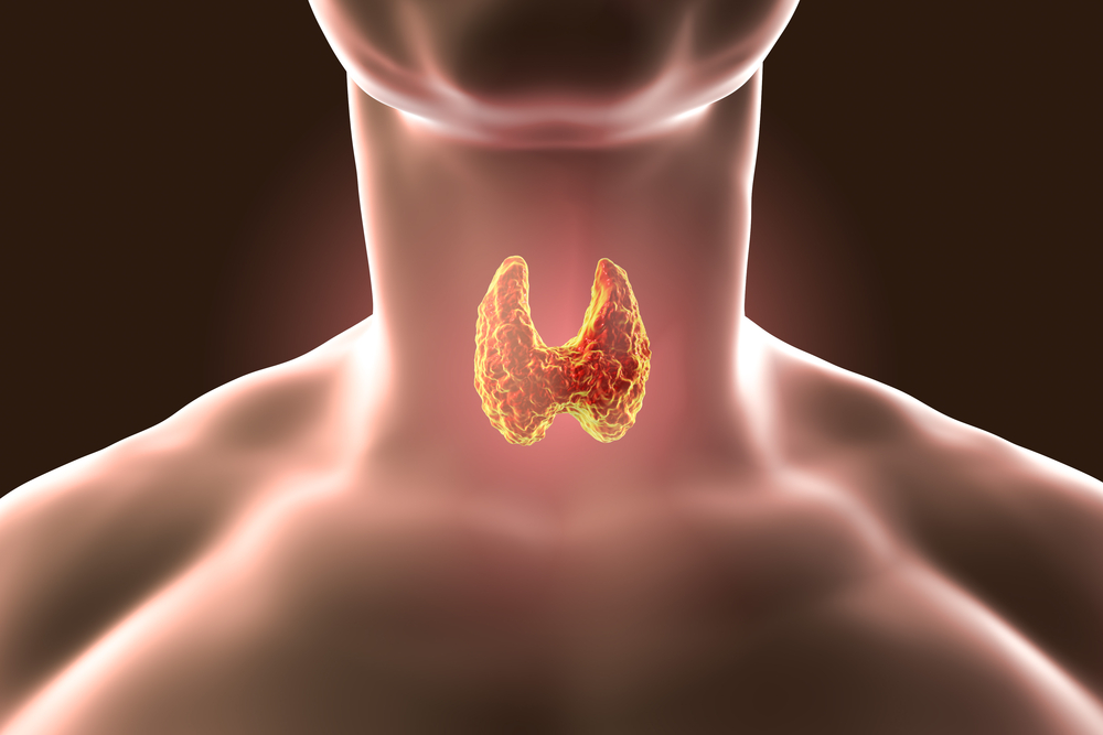 как смотрится щитовидка