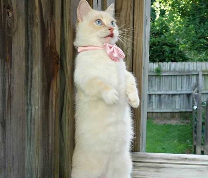 A cat stands on its hind legs