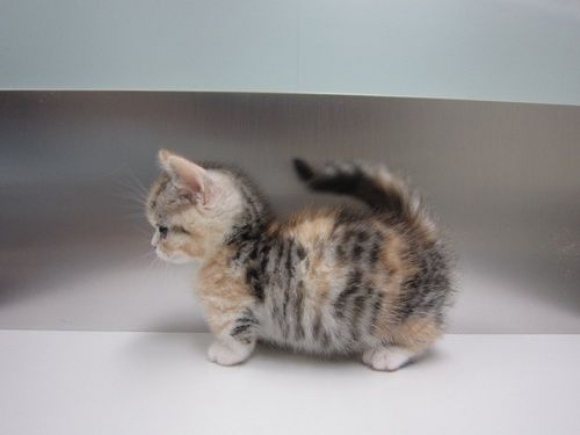 Thoroughbred kitten