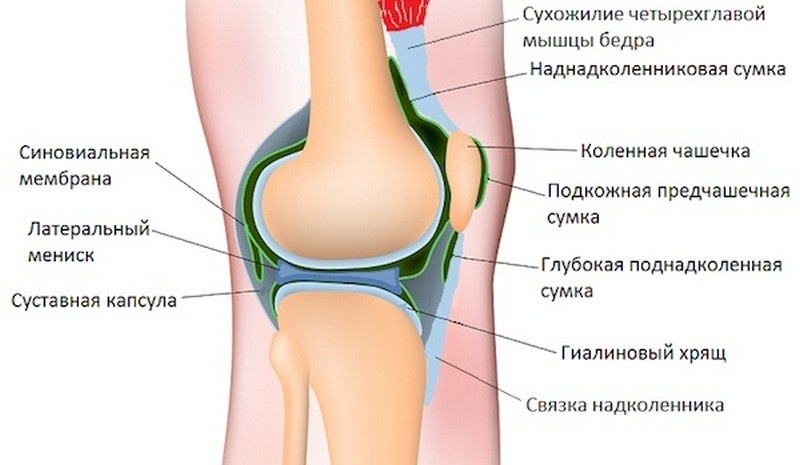 Сумки коленного сустава схема